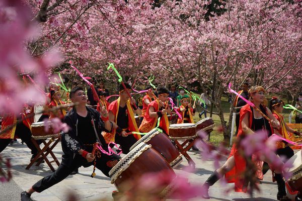 ▲▼2023九族櫻花祭。（圖／九族文化村提供）