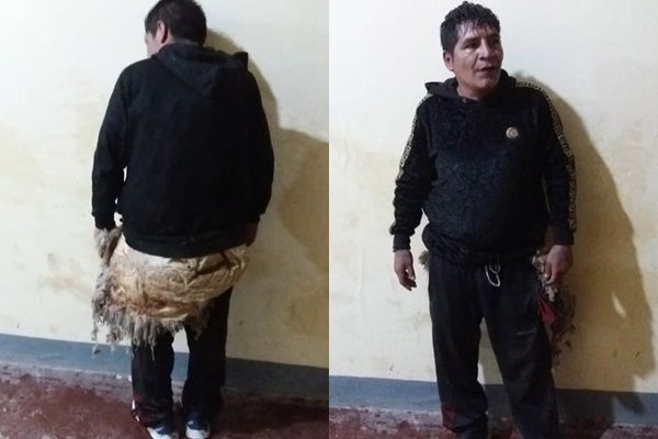 ▲▼玻利維亞一名被判刑15年的殺人犯經扮羊逃獄。（圖／翻攝自推特）