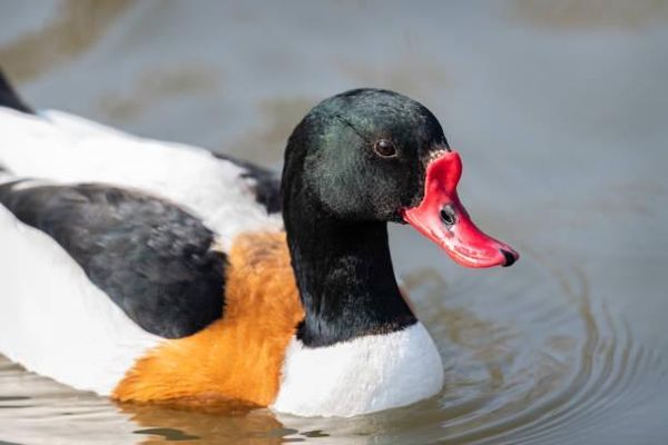 多摩動物園內有3隻翹鼻麻鴨在近期陸續死亡。（翻自《維基百科》）