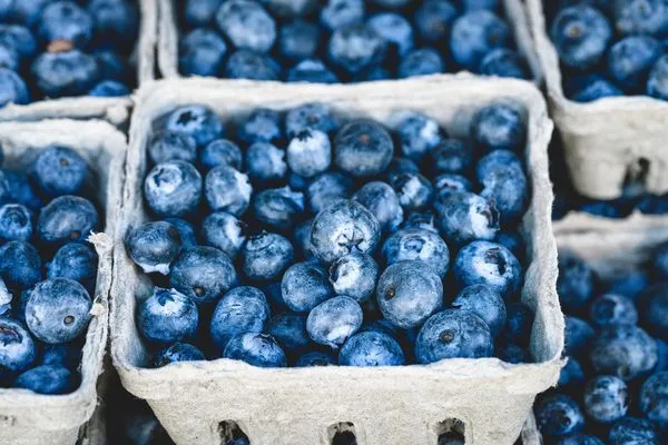 ▲▼藍莓。（圖／取自Pixabay）