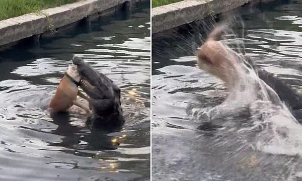 狗狗太靠近潟湖，直接被鱷魚咬爆加菜。（翻自《每日郵報》）