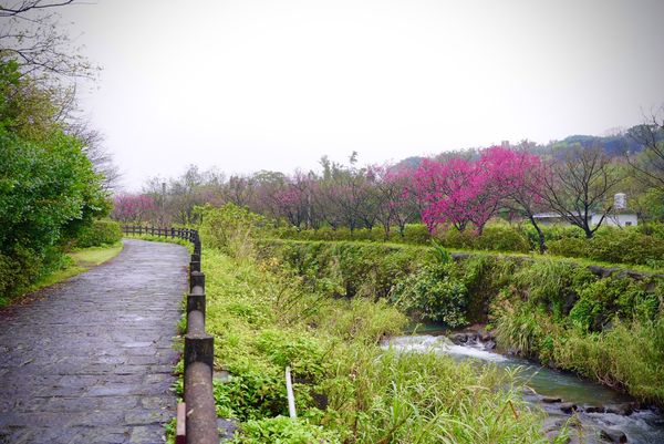 ▲三芝區「三生步道」櫻花也迎來花期。（圖／新北市政府農業局提供）