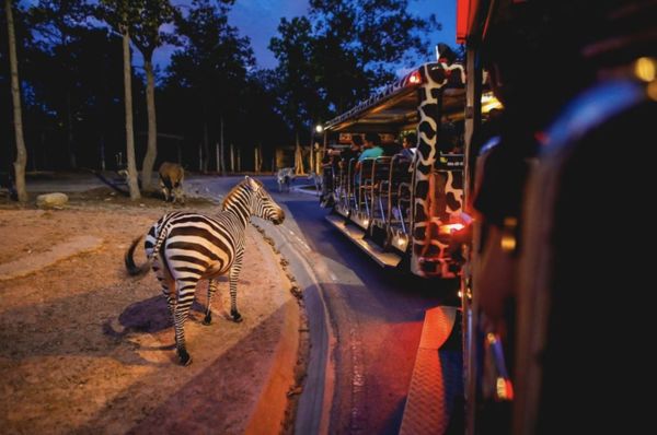 ▲▼清邁夜間動物園。（圖／翻攝自Chiang Mai Night Safari官網）
