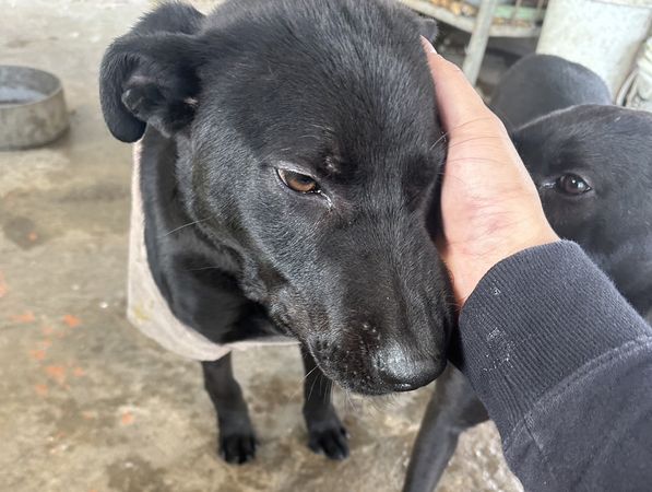 ▲訓練狗狗「表演才藝」　飼主巴頭腳踹甩水管！民眾氣炸。（圖／邵柏虎提供）