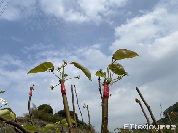 ▲▼  112年1月下旬寒流竹崎鄉、民雄鄉高接梨穗災損辦理現金救助  。（圖／嘉義縣政府提供）