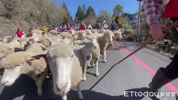 ▲睽違3年的清境農場奔羊節活動今天登場，合歡山公路羊滿為患。（圖／記者高堂堯翻攝）