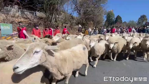 ▲睽違3年的清境農場奔羊節活動今天登場，合歡山公路羊滿為患。（圖／記者高堂堯翻攝）