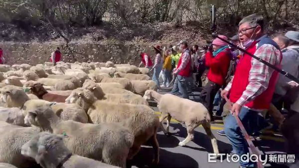 ▲睽違3年的清境農場奔羊節活動今天登場，合歡山公路羊滿為患。（圖／記者高堂堯翻攝）