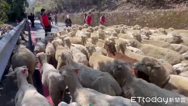 ▲睽違3年的清境農場奔羊節活動今天登場，合歡山公路羊滿為患。（圖／記者高堂堯翻攝）