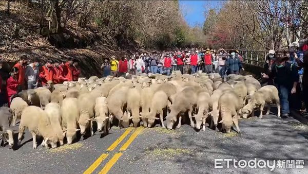 ▲睽違3年的清境農場奔羊節活動今天登場，合歡山公路羊滿為患。（圖／記者高堂堯翻攝，下同）