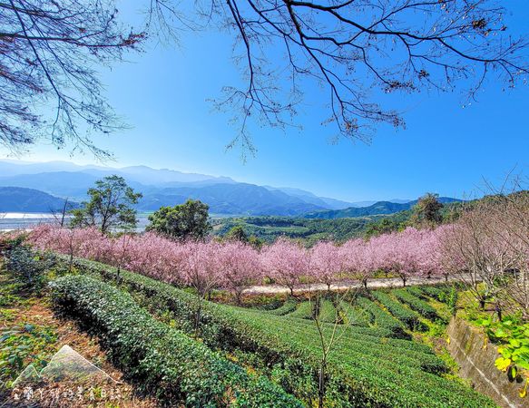 ▲▼宜蘭櫻悅景觀渡假別墅櫻花美景。（圖／宜蘭宜蘭ㄚ欣的美食日誌臉書專頁授權提供）