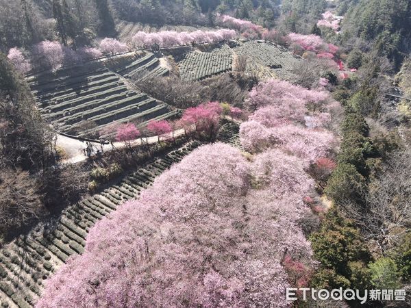 ▲上帝視角！武陵農場空拍「3km百萬櫻花海」壯觀畫面曝。（圖／武陵農場提供）