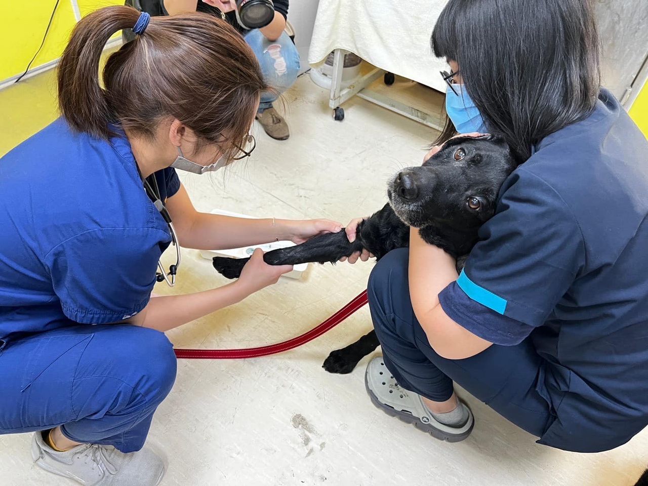 台中|台灣搜救犬馳援土耳其！返台體檢…Melody眼睛發炎、腿腿顯疲態 | ETtoday寵物雲 | ETtoday新聞雲