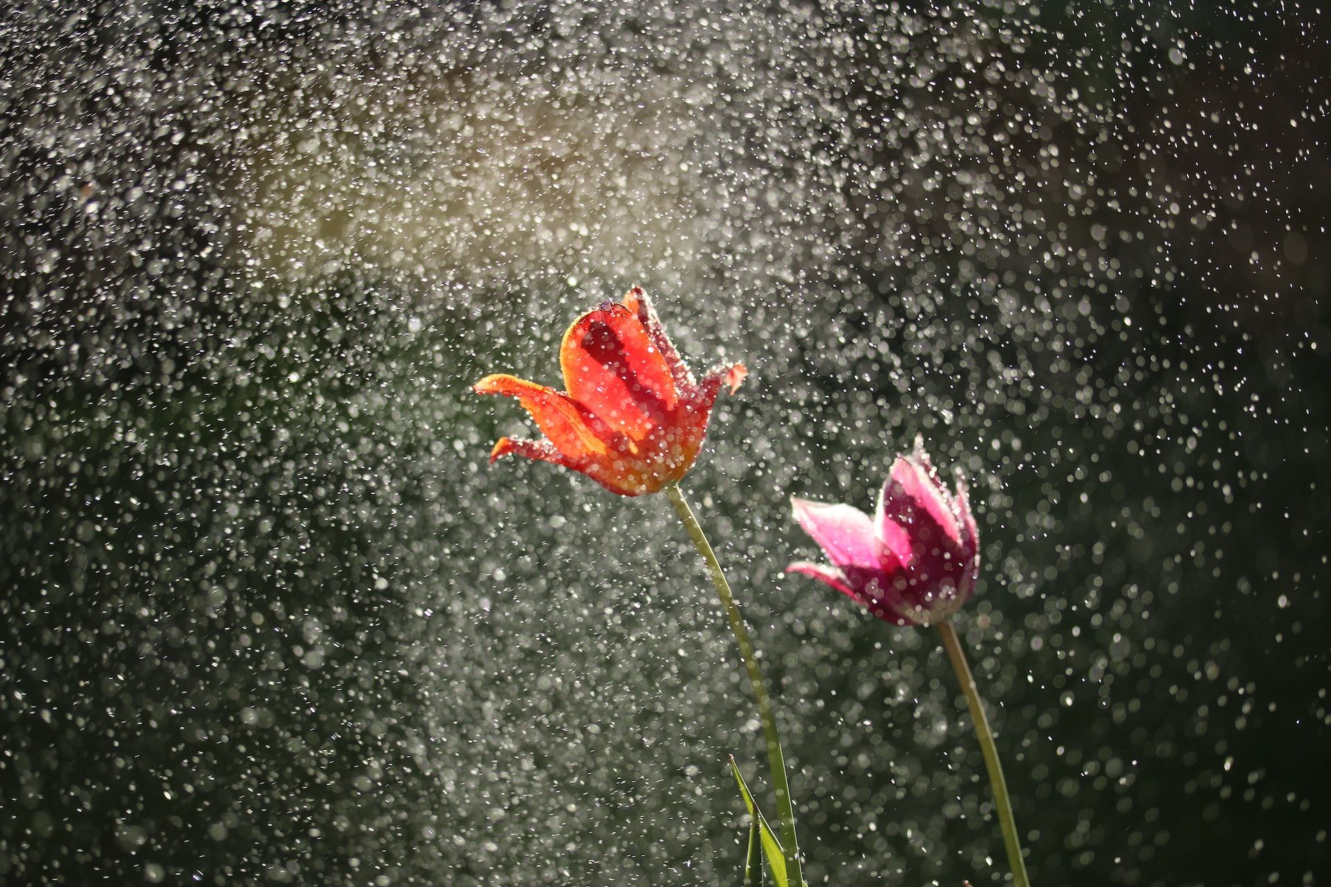 ▲雨水,花朵 。（圖／取自免費圖庫unsplash）