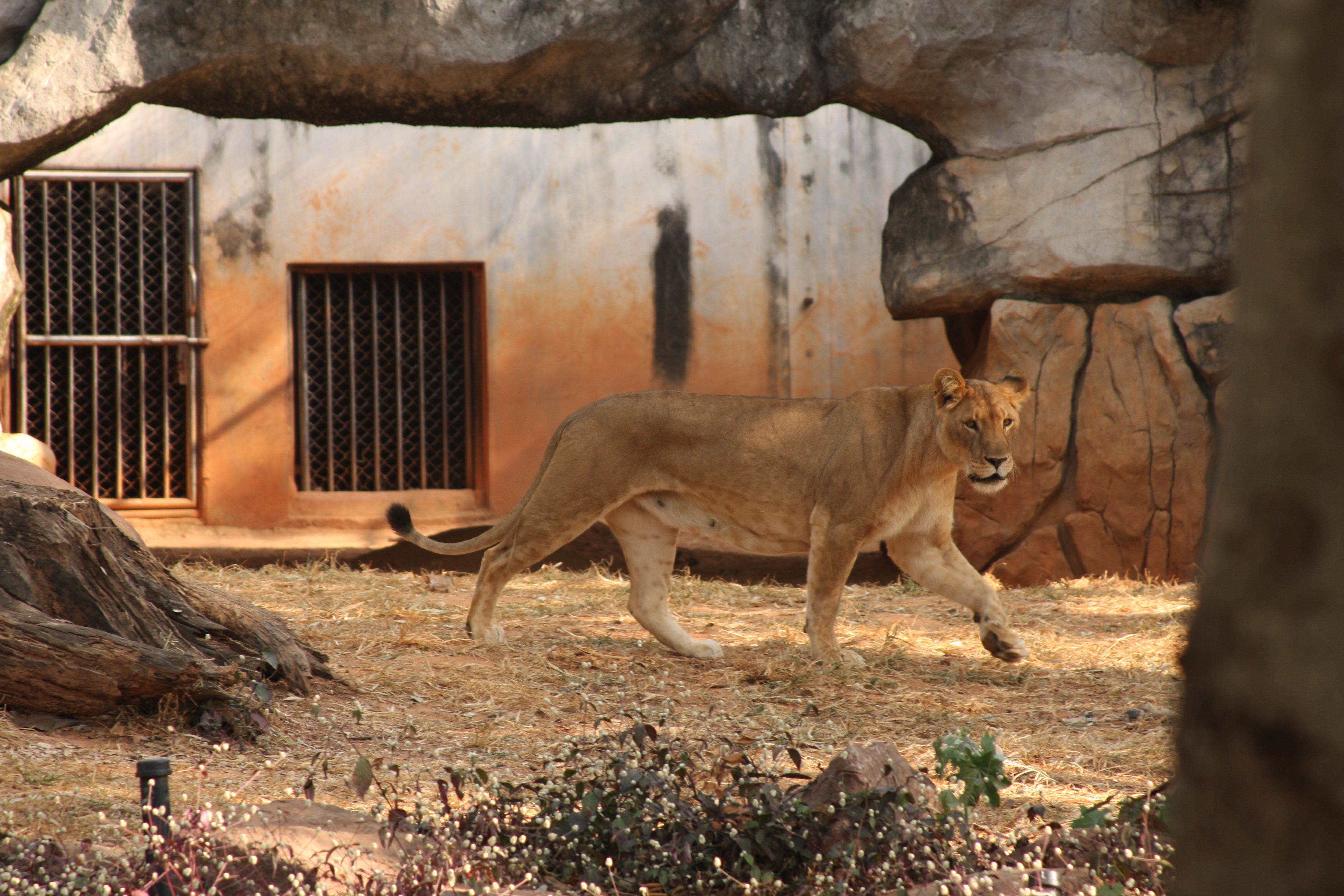 ▲獅子。（圖／Korat zoo）