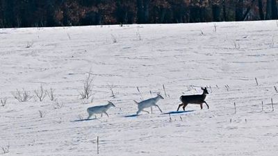 雪地拍到母鹿與「白化小鹿雙胞胎」！一家三口仙氣奔馳　攝影師直呼太幸運