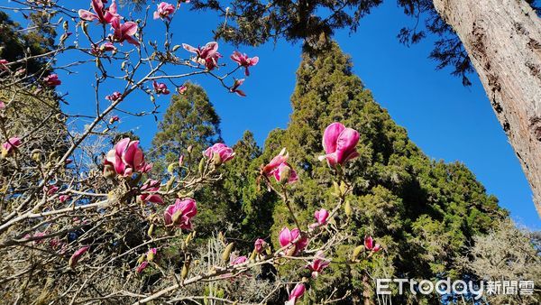 ▲▼   阿里山櫻花盛開  。（圖／嘉義林管處提供）