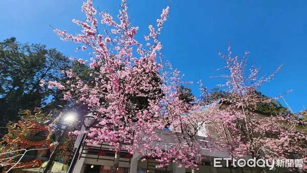 ▲▼   阿里山櫻花盛開  。（圖／嘉義林管處提供）