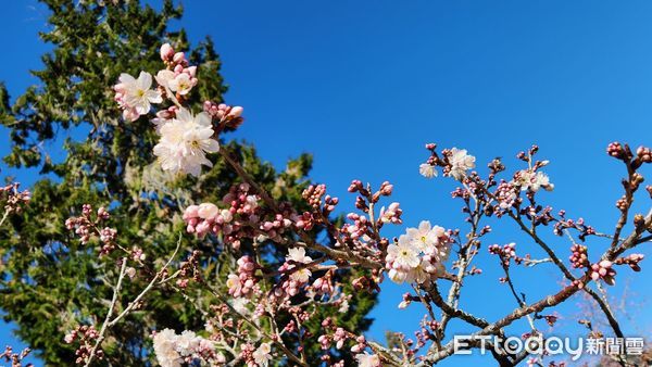 ▲▼   阿里山櫻花盛開  。（圖／嘉義林管處提供）