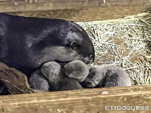 ▲▼ 小爪水獺迎來寶寶  媽媽盡責爸爸給力。（圖／台北市立動物園提供）