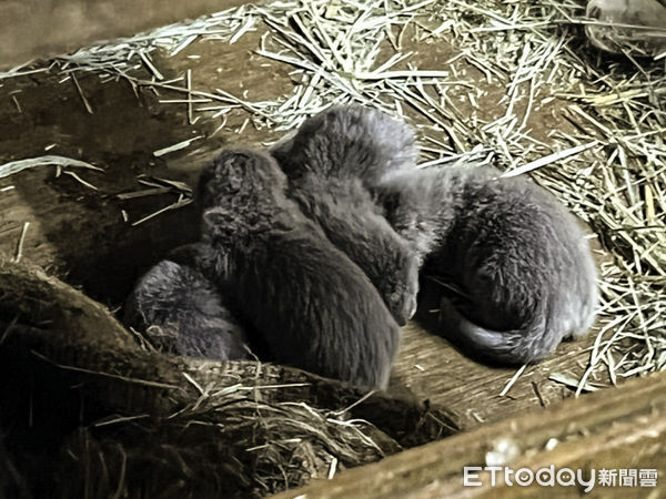 ▲▼ 小爪水獺迎來寶寶  媽媽盡責爸爸給力。（圖／台北市立動物園提供）