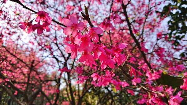 ▲新北賞櫻秘徑三芝青山路 漫遊嫣紅奼紫花海吸人潮。（圖／新北市景觀處提供）