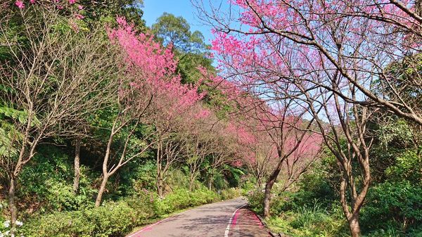 ▲新北賞櫻秘徑三芝青山路 漫遊嫣紅奼紫花海吸人潮。（圖／新北市景觀處提供）