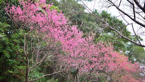 ▲新北賞櫻秘徑三芝青山路 漫遊嫣紅奼紫花海吸人潮。（圖／新北市景觀處提供）