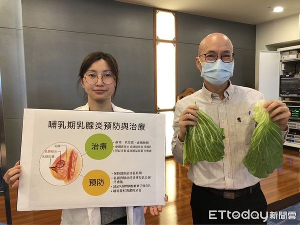 ▲▼哺乳期女性當胸部腫脹疼痛時，除了拿毛巾冷敷來改善外也能使用高麗菜葉。（圖／台東馬偕醫學院提供，下同）