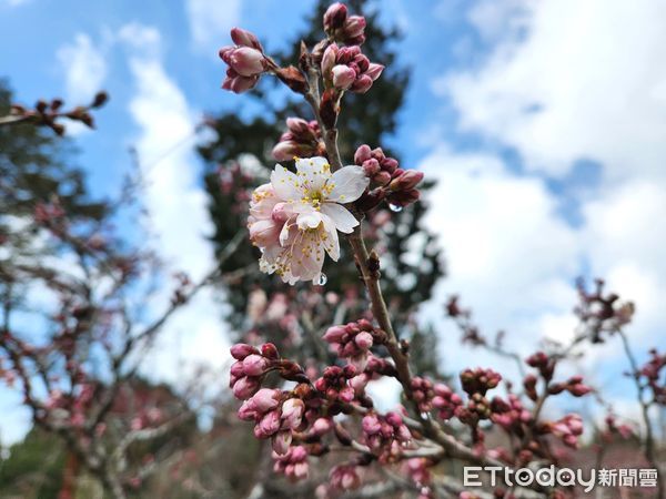 ▲▼   公路總局發布阿里山花季輸運管制。（圖／林務局嘉義管理處）