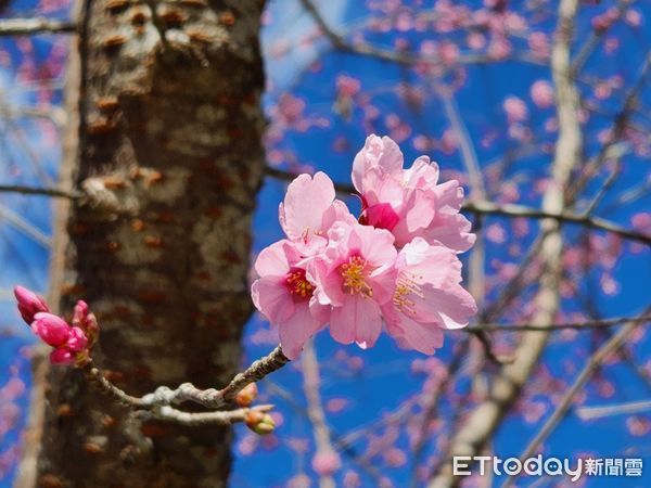 ▲▼   公路總局發布阿里山花季輸運管制。（圖／林務局嘉義管理處）