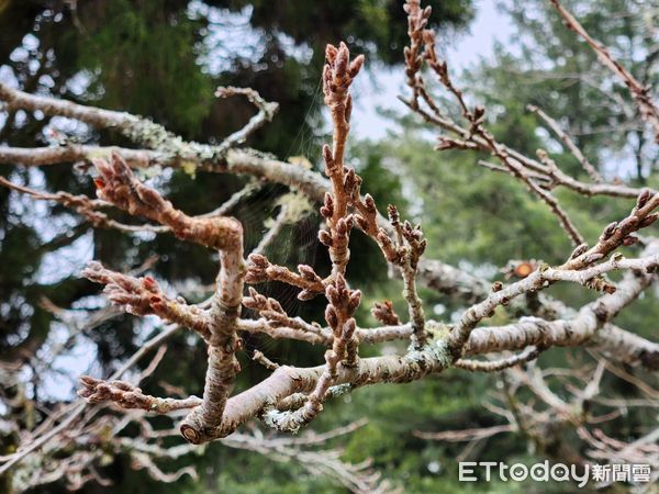 ▲▼   公路總局發布阿里山花季輸運管制。（圖／林務局嘉義管理處）