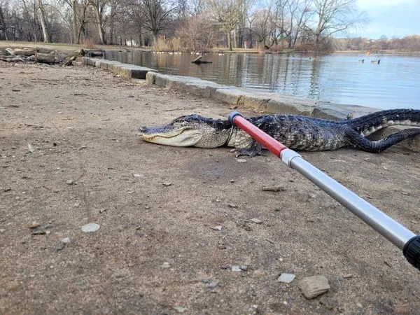 ▲美國紐約布魯克林區的展望公園（Prospect Park）出現一條短吻鱷。（圖／路透）