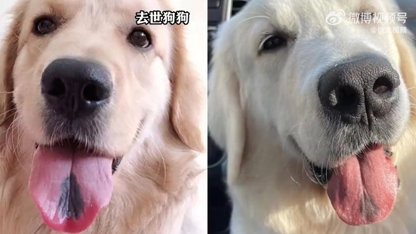 ▲▼新狗狗與之前愛犬有相同胎記（圖／翻攝自微博／巨流視頻）