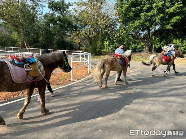 ▲一開班就秒殺！東海大學推馬術課搶親子商機成全台首家。（圖／記者游瓊華攝）