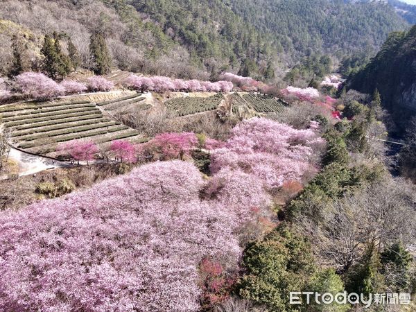 ▲▼武陵農場櫻花河美景盛況。（圖／武陵農場提供）