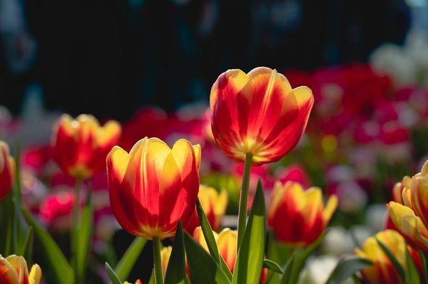 ▲士林官邸鬱金香,大安森林公園杜鵑花、繡球花。（圖／觀傳局提供,翻攝自2023花in台北官網）