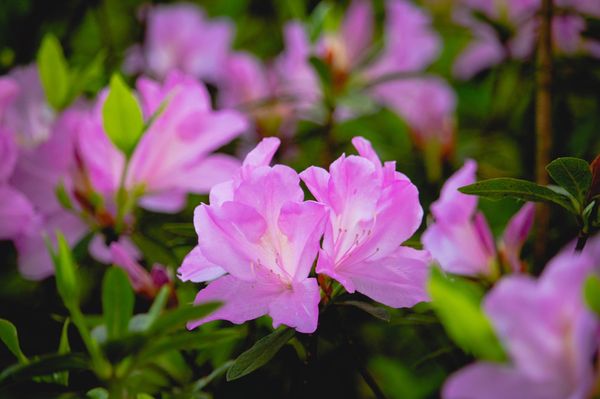 ▲士林官邸鬱金香,大安森林公園杜鵑花、繡球花。（圖／觀傳局提供,翻攝自2023花in台北官網）