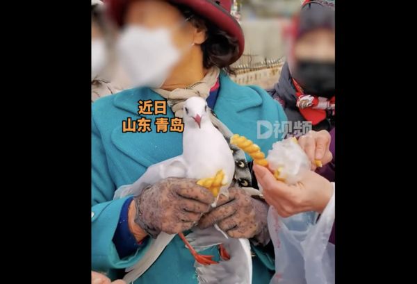 ▲大媽遊客抓海鷗拍照，還餵食麻花。（圖／翻攝D視頻）