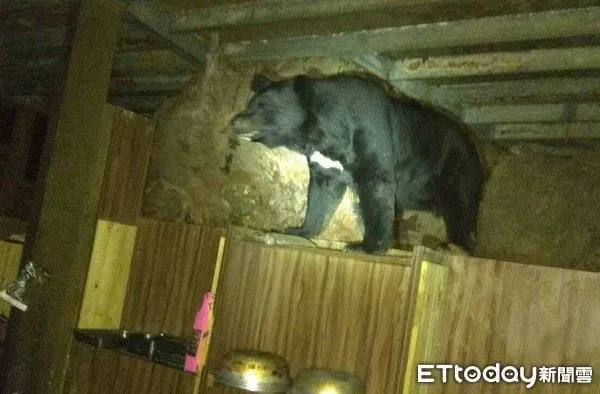 ▲登山遺留廚餘可能改變野生動物習性、引發人畜衝突，圖為高山協作員於4年多前近距離拍攝到台灣黑熊現身向陽山屋內，完全不畏懼人類。（圖／資料照片，天馬登山隊提供）