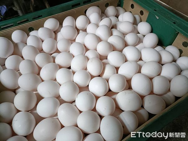 ▲▼養雞農悲觀認為，雞蛋供應回復可能要2年時間。（圖／記者唐詠絮攝）