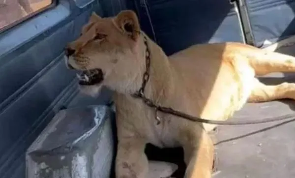母獅闖民宅屠殺2狗1貓 　40歲女「家門口被攻擊」垂死擊退猛獅。（圖／翻攝自Twitter）