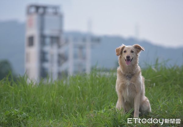 ▲▼新北最萌人氣王搜救犬Snow開放認養。（圖／記者陳雕文翻攝）