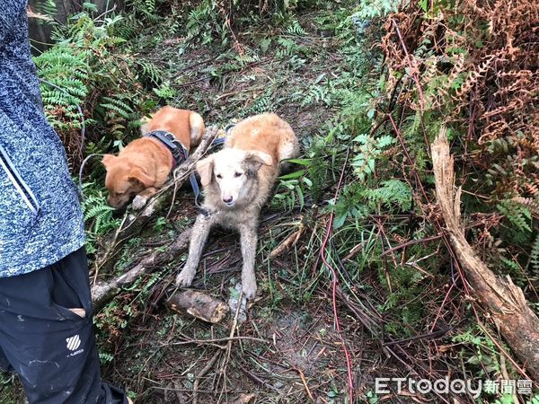 ▲▼新北最萌人氣王搜救犬Snow開放認養。（圖／記者陳雕文翻攝）