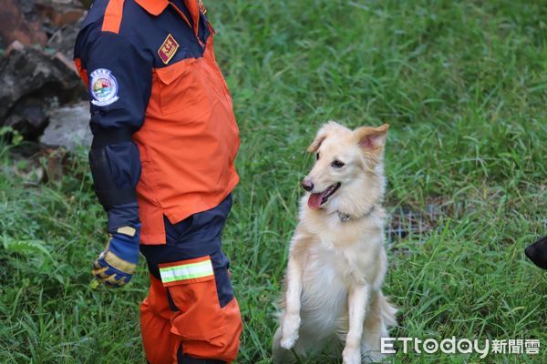 ▲▼新北最萌人氣王搜救犬Snow開放認養。（圖／記者陳雕文翻攝）