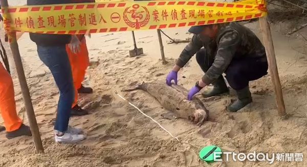 ▲▼海巡署於今早在金門縣狗嶼灣岸際發現死亡鯨豚，2月至今已累計3案，死亡原因不明。（圖／記者林名揚翻攝）