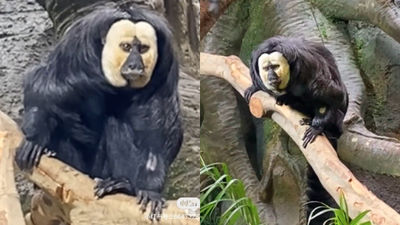 見過這種猴子嗎？慘白扁臉激似無臉男　網逛動物園嚇到：就說山海經是真的