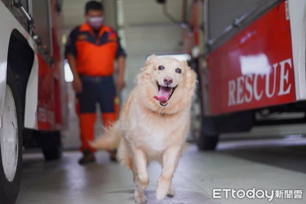 ▲▼搜救犬「Snow」退休啦！開心燦笑等家　領犬員暖曝：愛黏人抱大腿。（圖／新北市消防局提供）