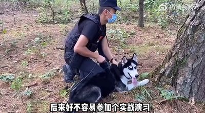 哈士奇警犬夢！領犬員「不理拆家形象」花1年栽培　爆紅成活招牌