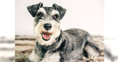 不顧飼主苦尋！家人私撿走失犬　她自責：我有無恥親戚